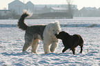 Labrador Retriever and Bobtail