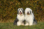 Old English Sheepdogs