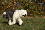 running Old English Sheepdog