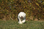 running Old English Sheepdog