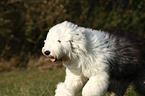 running Old English Sheepdog