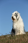 sitting Old English Sheepdog