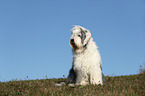 sitting Old English Sheepdog