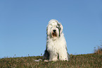 sitting Old English Sheepdog