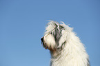 Old English Sheepdog Portrait