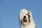 Old English Sheepdog Portrait