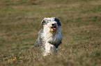 running Old English Sheepdog