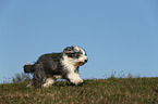 running Old English Sheepdog