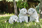 Old English Sheepdog Puppies