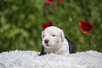 Old English Sheepdog Puppy