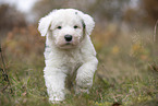 Bobtail Puppy