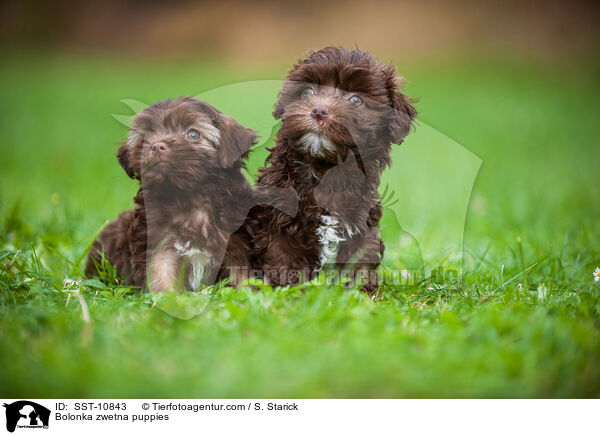 Bolonka zwetna Welpen / Bolonka zwetna puppies / SST-10843