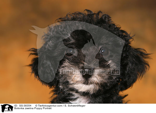 Bolonka zwetna Welpe Portrait / Bolonka zwetna Puppy Portrait / SS-38354