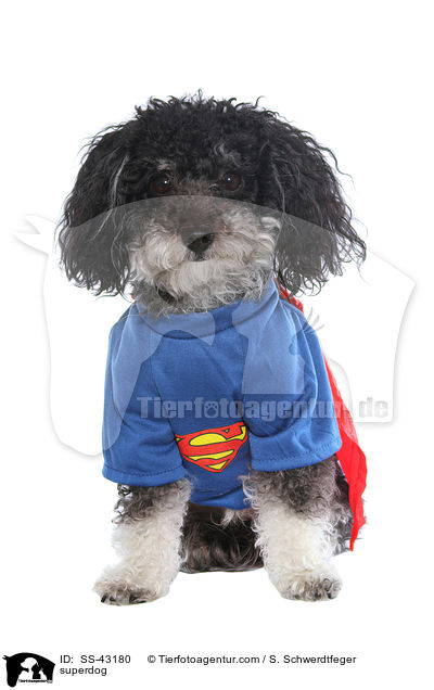 Superhund / superdog / SS-43180