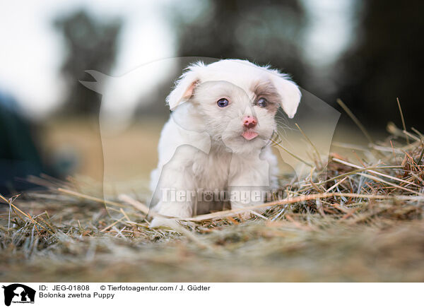 Bolonka zwetna Welpe / Bolonka zwetna Puppy / JEG-01808