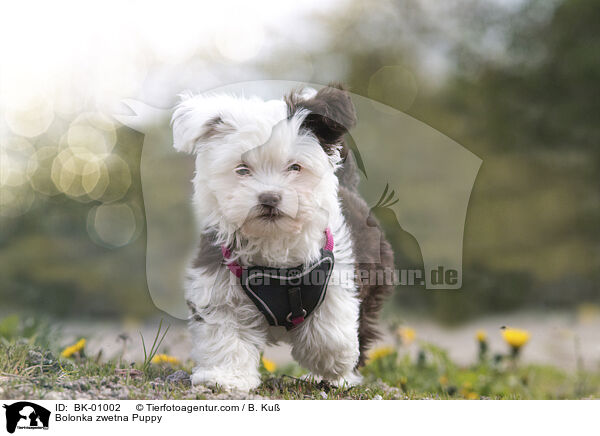 Bolonka zwetna Welpe / Bolonka zwetna Puppy / BK-01002