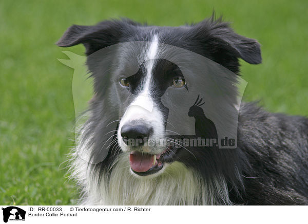 Border Collie Portrait / Border Collie Portrait / RR-00033