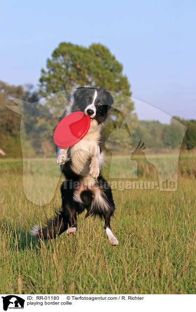 playing border collie / RR-01180