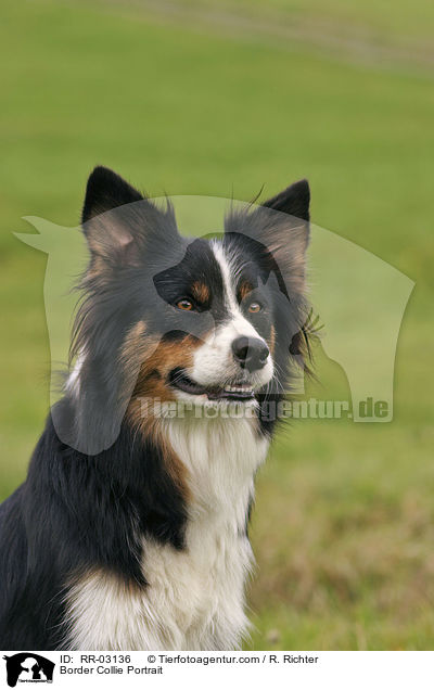 Border Collie Portrait / Border Collie Portrait / RR-03136