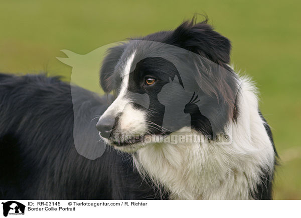 Border Collie Portrait / Border Collie Portrait / RR-03145