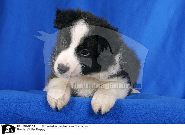 Border Collie Welpe / Border Collie Puppy / DB-01145