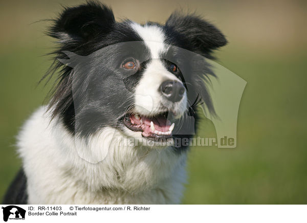 Border Collie Portrait / Border Collie Portrait / RR-11403