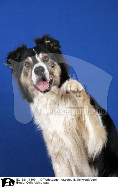 Border Collie gibt Pftchen / Border Collie giving paw / SS-11369