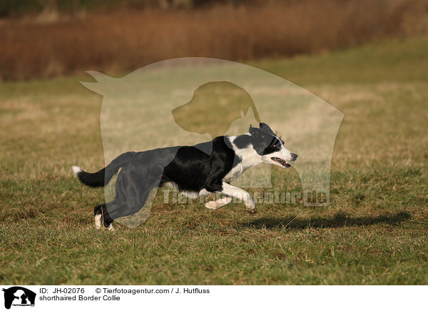 shorthaired Border Collie / JH-02076
