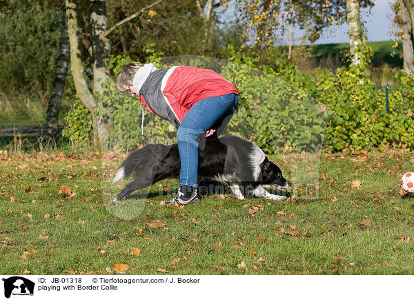 playing with Border Collie / JB-01318