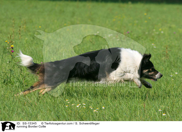 rennender Border Collie / running Border Collie / SS-15345