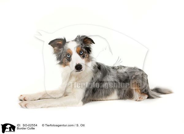 Border Collie / Border Collie / SO-02554