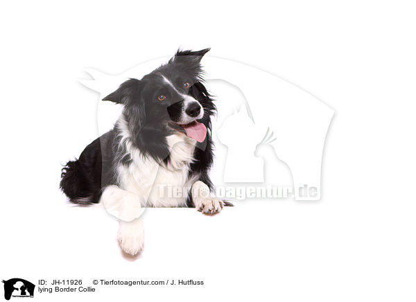 liegender Border Collie / lying Border Collie / JH-11926