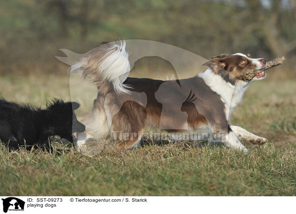 playing dogs / SST-09273