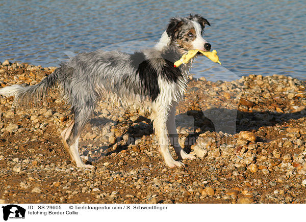 apportierender Border Collie / fetching Border Collie / SS-29605