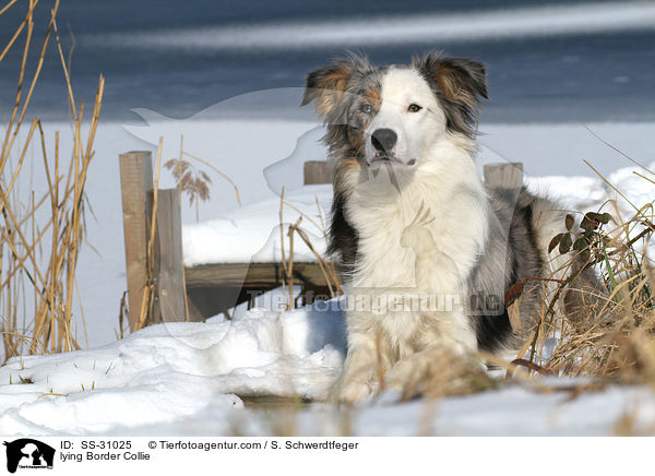 liegender Border Collie / lying Border Collie / SS-31025