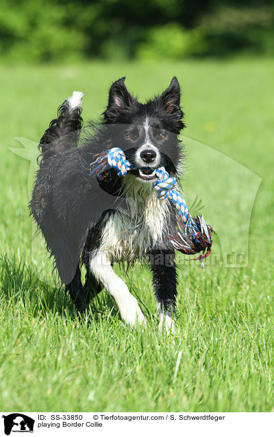 playing Border Collie / SS-33850