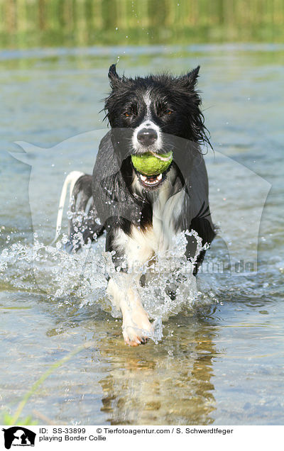 playing Border Collie / SS-33899