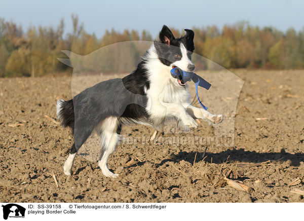 spielender Border Collie / playing Border Collie / SS-39158