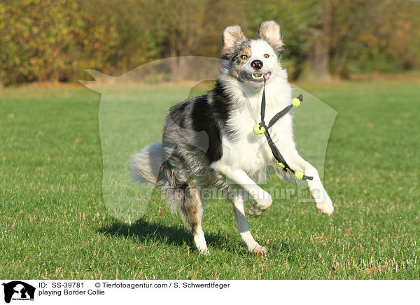 playing Border Collie / SS-39781