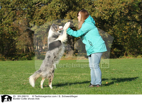Border Collie shows trick / SS-39810