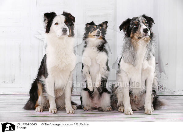 3 Hunde / 3 dogs / RR-76643