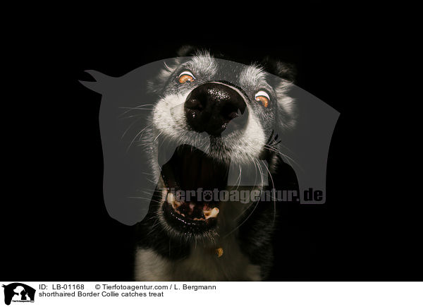 kurzhaariger Border Collie fngt Leckerli / shorthaired Border Collie catches treat / LB-01168