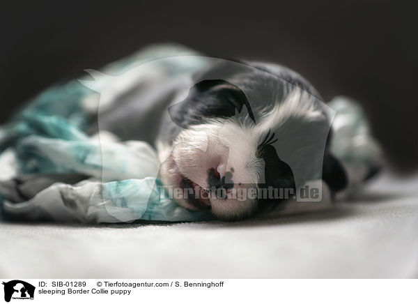 schlafender Border Collie Welpe / sleeping Border Collie puppy / SIB-01289