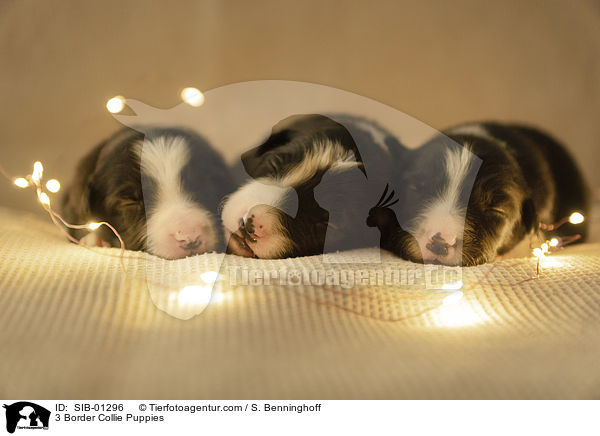 drei Border Collie Welpen / 3 Border Collie Puppies / SIB-01296