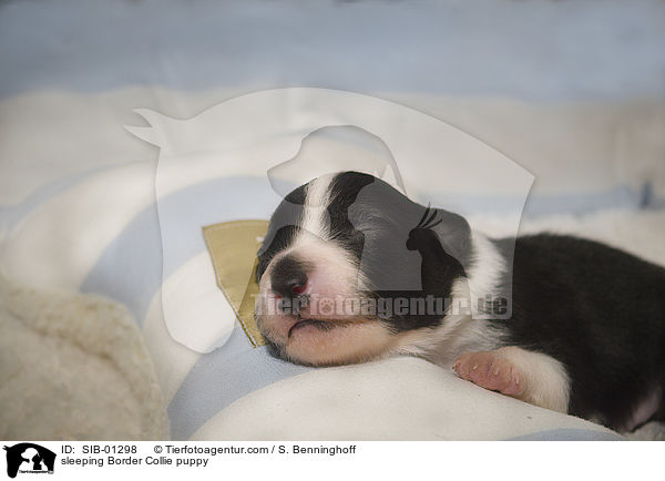 schlafender Border Collie Welpe / sleeping Border Collie puppy / SIB-01298