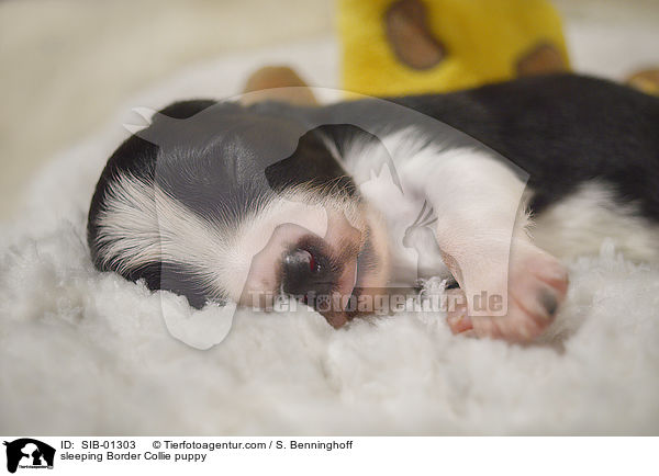schlafender Border Collie Welpe / sleeping Border Collie puppy / SIB-01303
