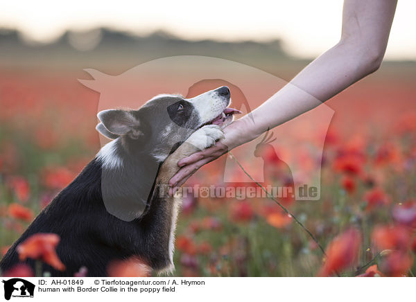 human with Border Collie in the poppy field / AH-01849