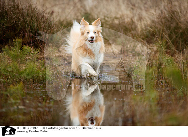 rennender Border Collie / running Border Collie / KB-05197