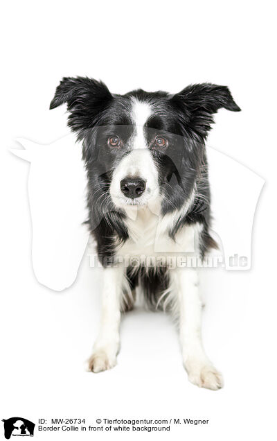 Border Collie in front of white background / MW-26734