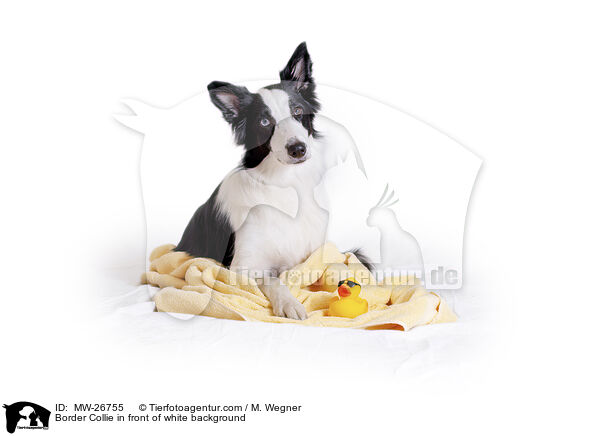 Border Collie vor weiem Hintergrund / Border Collie in front of white background / MW-26755